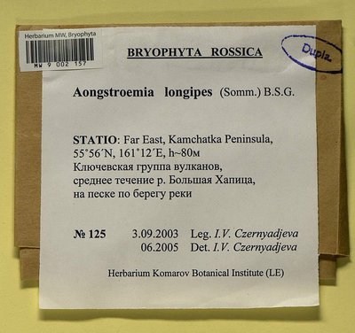 Aongstroemia longipes (Sommerf.) Bruch & Schimp., Moscow University Herbarium