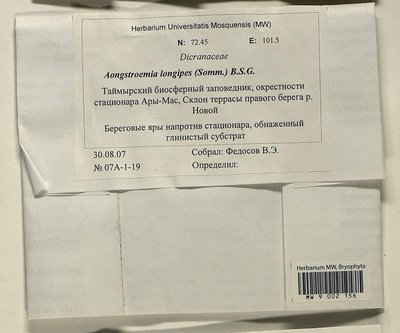 Aongstroemia longipes (Sommerf.) Bruch & Schimp., Moscow University Herbarium