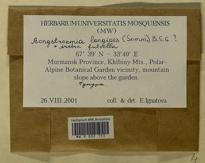 Aongstroemia longipes (Sommerf.) Bruch & Schimp., Moscow University Herbarium