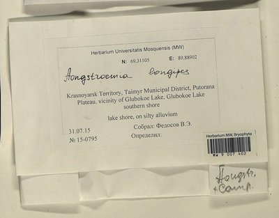 Aongstroemia longipes (Sommerf.) Bruch & Schimp., Moscow University Herbarium