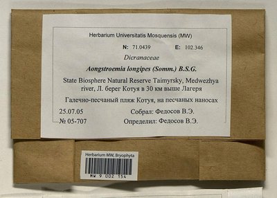 Aongstroemia longipes (Sommerf.) Bruch & Schimp., Moscow University Herbarium