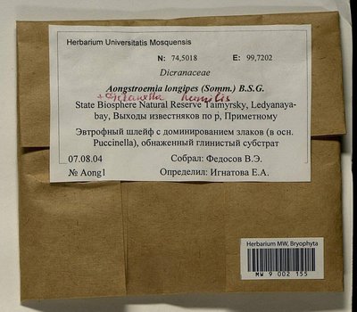 Aongstroemia longipes (Sommerf.) Bruch & Schimp., Moscow University Herbarium
