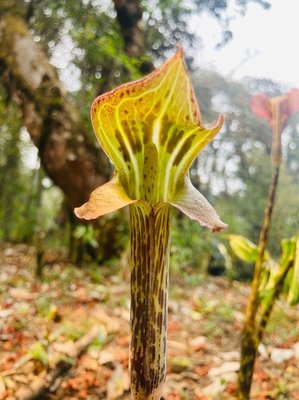 Arisaema speciosum (Wall.) Mart.: flower
