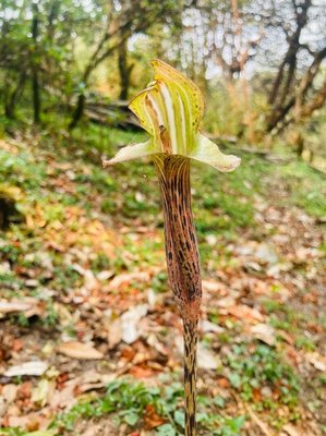 Arisaema speciosum (Wall.) Mart.: flower