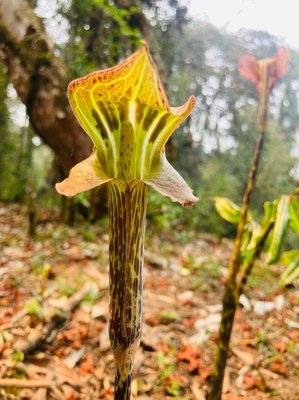 Arisaema speciosum (Wall.) Mart.: flower