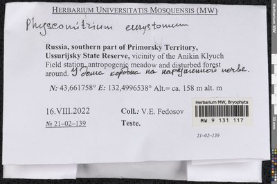 Physcomitrium eurystomum Sendtn., Moscow University Herbarium