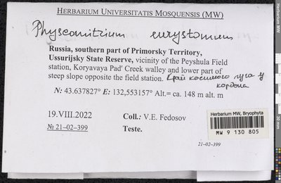 Physcomitrium eurystomum Sendtn., Moscow University Herbarium