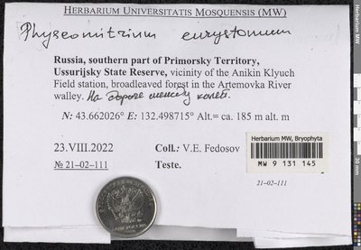 Physcomitrium eurystomum Sendtn., Moscow University Herbarium