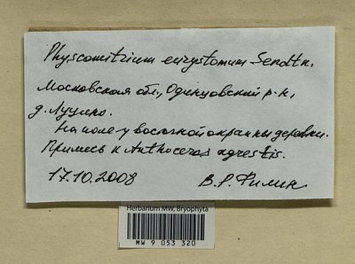 Physcomitrium eurystomum Sendtn., Moscow University Herbarium