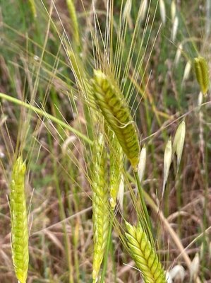 Triticum monococcum L.: fruit