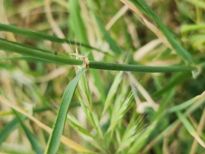 Triticum monococcum L.: bark