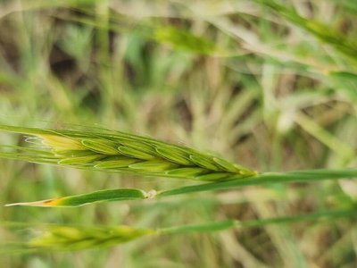 Triticum monococcum L.: flower
