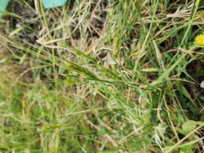 Triticum monococcum L.: habit