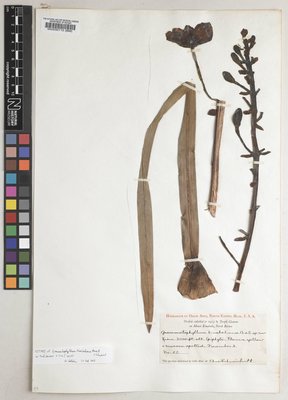 BM000532712