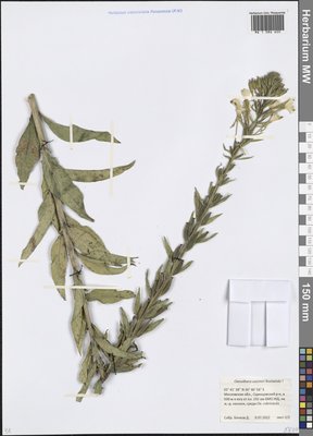 Oenothera ×casimiri Rostanski (Ослинник), Moscow University Herbarium