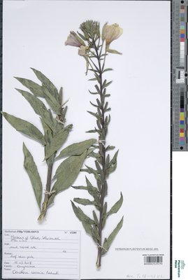Oenothera casimiri Rostanski
