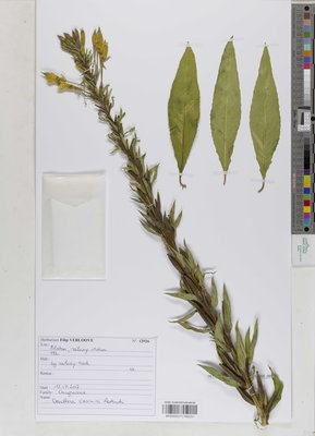 Oenothera casimiri Rostanski