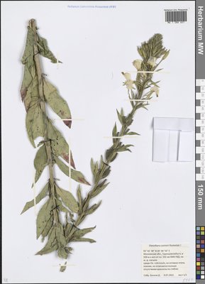 Oenothera ×casimiri Rostanski (Ослинник), Moscow University Herbarium