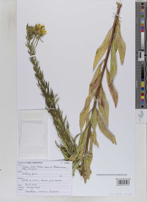 Oenothera casimiri Rostanski
