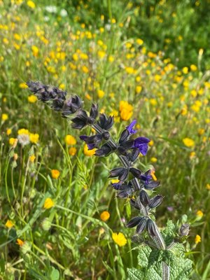 Salvia × sylvestris L.: flower