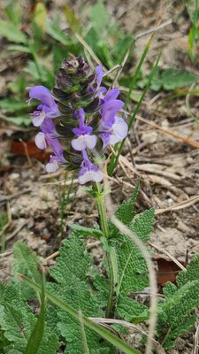 Salvia × sylvestris L.: flower