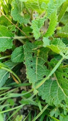Salvia × sylvestris L.: leaf