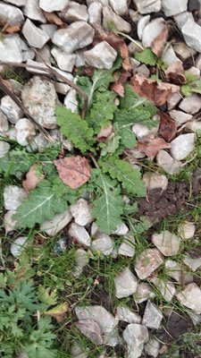 Salvia × sylvestris L.: leaf