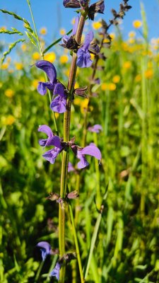 Salvia × sylvestris L.: flower