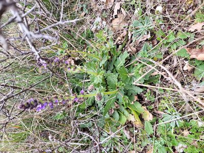 Salvia × sylvestris L.: habit