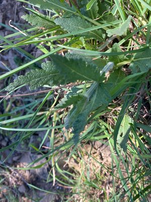 Salvia × sylvestris L.: leaf