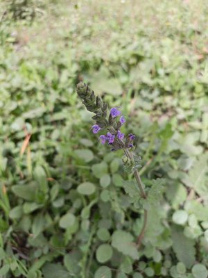 Salvia × sylvestris L.: flower