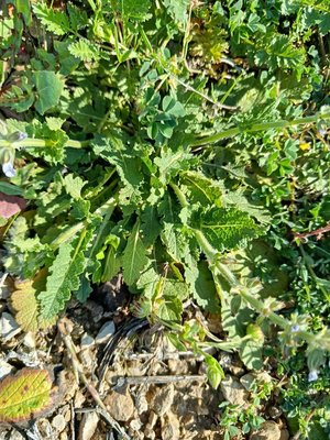 Salvia × sylvestris L.: leaf