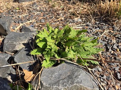 Salvia × sylvestris L.: habit