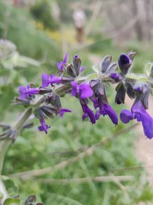 Salvia × sylvestris L.: flower