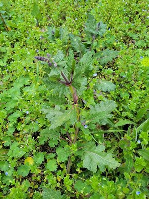 Salvia × sylvestris L.: habit