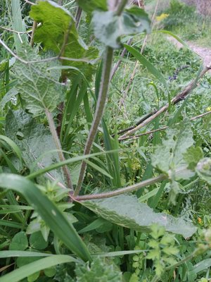 Salvia × sylvestris L.: leaf