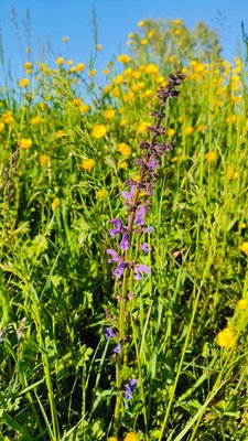 Salvia × sylvestris L.: habit