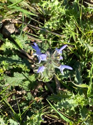 Salvia × sylvestris L.: flower