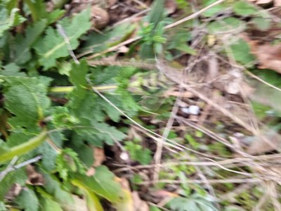 Salvia × sylvestris L.: leaf