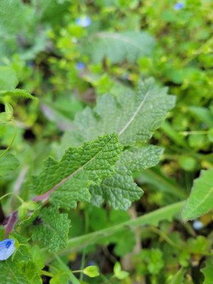 Salvia × sylvestris L.: leaf