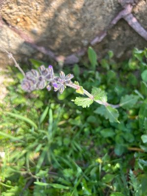 Salvia × sylvestris L.: flower