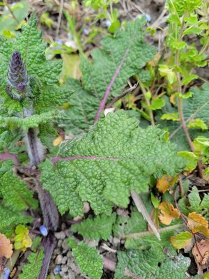 Salvia × sylvestris L.: leaf