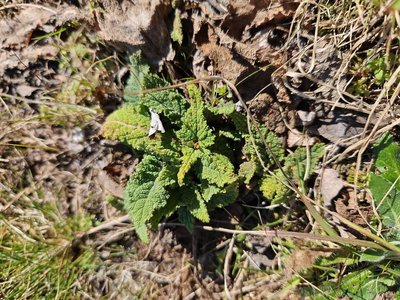 Salvia × sylvestris L.: leaf