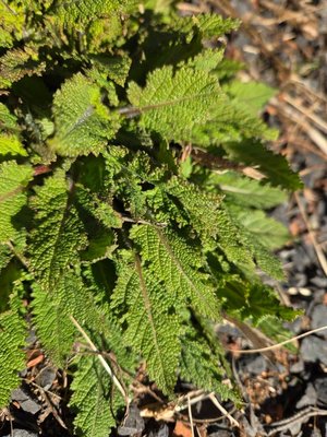 Salvia × sylvestris L.: leaf