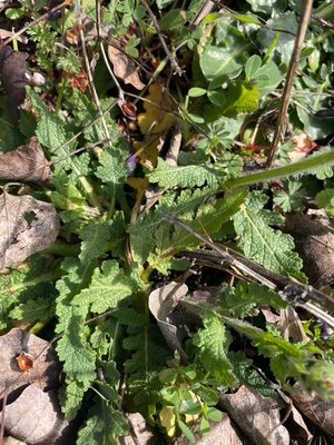 Salvia × sylvestris L.: leaf