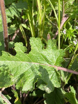 Salvia × sylvestris L.: leaf