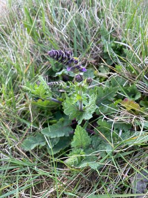 Salvia × sylvestris L.: flower