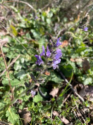 Salvia × sylvestris L.: flower