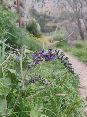 Salvia × sylvestris L.: flower