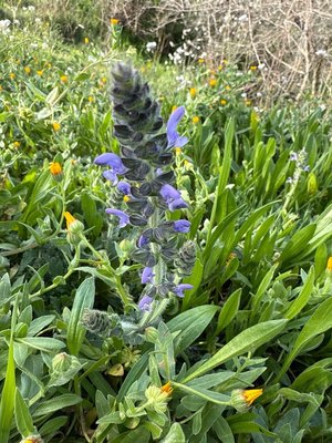 Salvia × sylvestris L.: flower